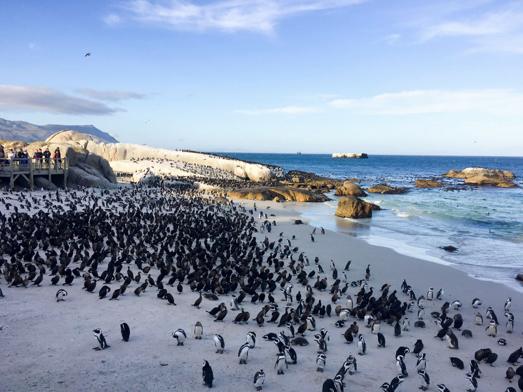 Boulders Beach